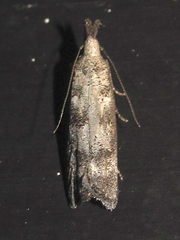 Dichomeris inversella