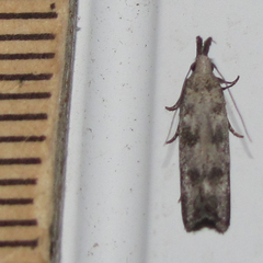 Dichomeris inversella