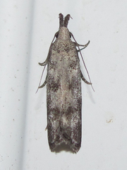 Dichomeris inversella