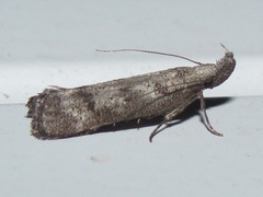 Dichomeris inversella