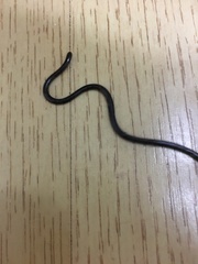 Liotyphlops ternetzii