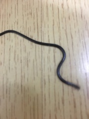 Liotyphlops ternetzii