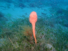 Pyura spinifera
