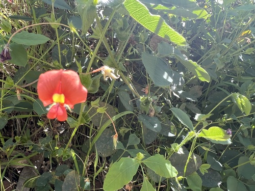 Kennedia stirlingii observed 2025-10-11