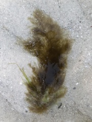 Ectocarpales