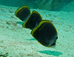 Chaetodon flavirostris
