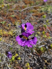Schizanthus carlomunozii