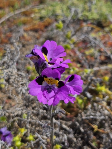 Schizanthus carlomunozii, photograph 1