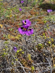 Schizanthus carlomunozii, photograph Aira Francisca Faúndez Fallau, CC BY, iNaturalist via GBIF