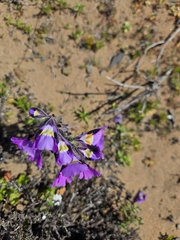 Schizanthus carlomunozii, photograph Aira Francisca Faúndez Fallau, CC BY, iNaturalist via GBIF
