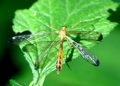 Hylobittacus apicalis
