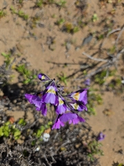 Schizanthus carlomunozii, photograph Aira Francisca Faúndez Fallau, CC BY, iNaturalist via GBIF