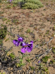 Schizanthus carlomunozii, photograph Aira Francisca Faúndez Fallau, CC BY, iNaturalist via GBIF