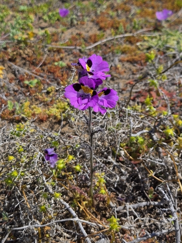 Schizanthus carlomunozii, photograph 6