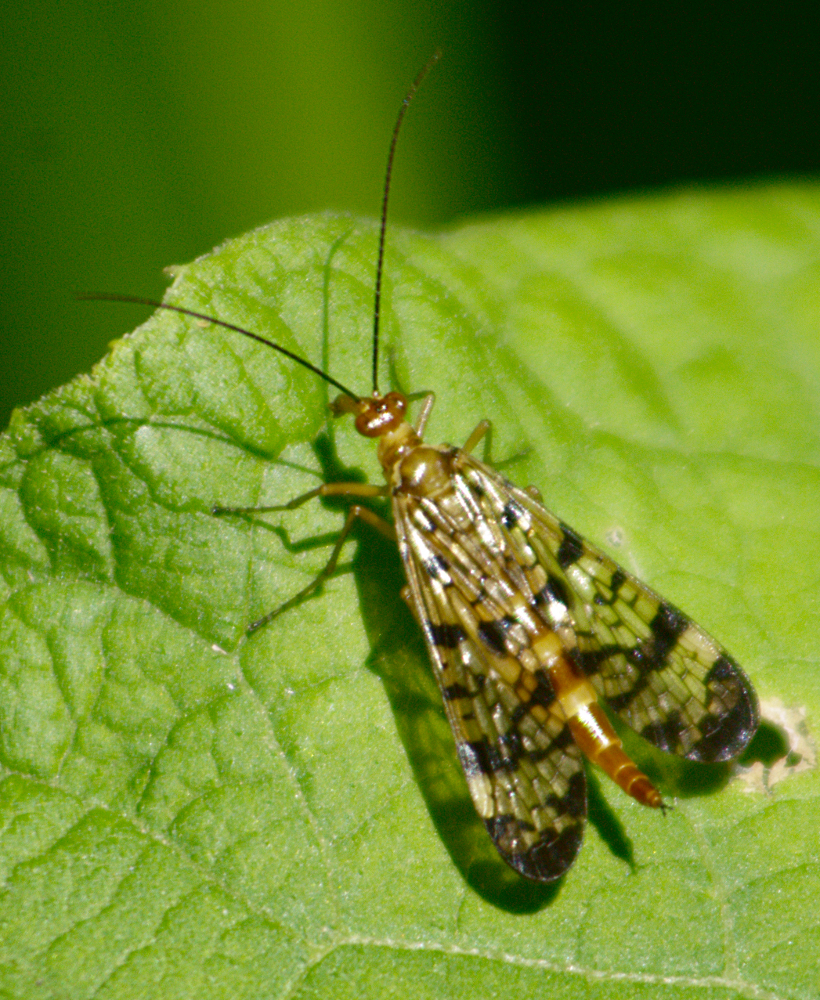 Banks's Scorpionfly