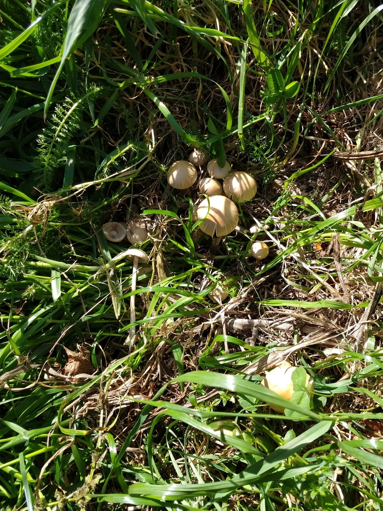 Agrocybe praecox · October 2025 · photo: © felixcollins (iNaturalist, cc0)