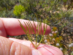 Serruria rosea