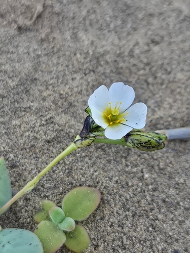 Cistanthe coquimbensis (Cistanthe coquimbensis)