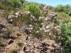 Serruria rosea