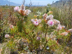 Serruria rosea