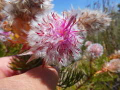 Serruria rosea