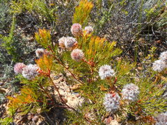 Serruria rosea