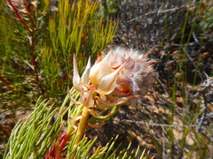 Serruria rosea