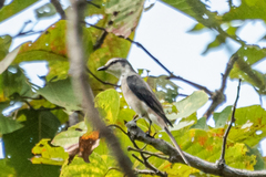 Pericrocotus cantonensis