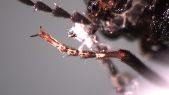 Diacanthous triundulatus