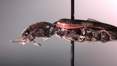 Diacanthous triundulatus