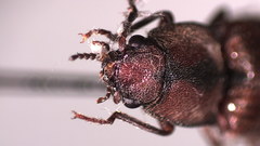 Diacanthous triundulatus