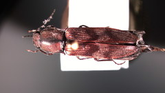 Diacanthous triundulatus