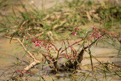 Hydrocera triflora