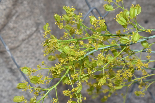 Gymnophyton
