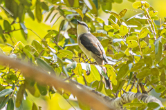 Pericrocotus cantonensis