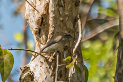 Pericrocotus cantonensis