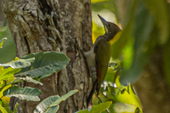 Chrysophlegma flavinucha
