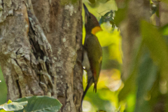 Chrysophlegma flavinucha