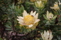 Leucadendron daphnoides