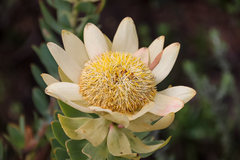 Leucadendron daphnoides