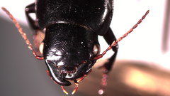 Harpalus laticeps