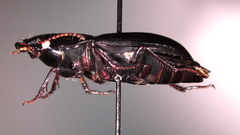 Harpalus laticeps