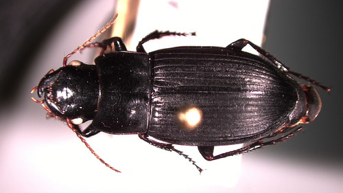 Wide-headed Harp Ground Beetle