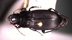 Harpalus laticeps