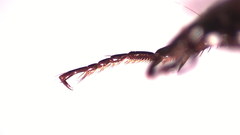 Platynus mannerheimii