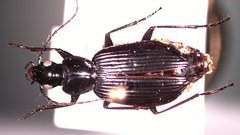 Platynus mannerheimii