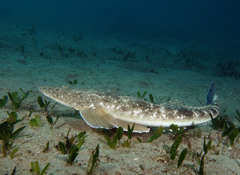 Platycephalus fuscus