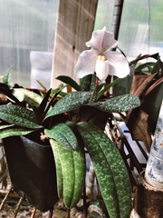 Brachypetalum