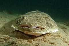 Platycephalus fuscus