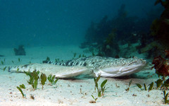 Platycephalus fuscus